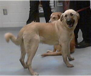 Anatolian Shepherd Dogs for adoption in Fayetteville, NC, USA