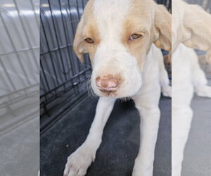 Labrador Retriever-Unknown Mix Dogs for adoption in Blairsville, GA, USA