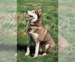 Siberian Husky Dogs for adoption in Cochise, AZ, USA