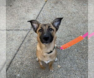 German Shepherd Dog-Unknown Mix Dogs for adoption in Raleigh, NC, USA