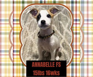 Great Pyrenees-Unknown Mix Dogs for adoption in Woodbury, NY, USA