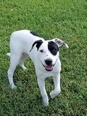 Medium Photo #1 Boxer-Dalmatian Mix Puppy For Sale in Houston, TX, USA