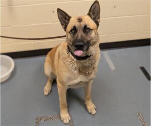 German Shepherd Dog Dogs for adoption in Denver, CO, USA