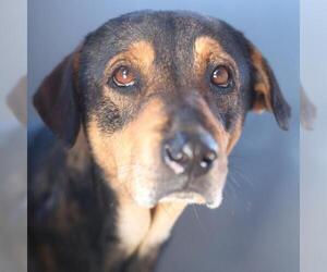Labrador Retriever-Unknown Mix Dogs for adoption in San Antonio, TX, USA