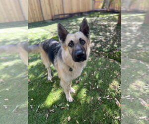 German Shepherd Dog Dogs for adoption in San Diego, CA, USA