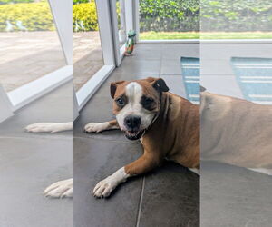 Boxer Dogs for adoption in Virginia Beach, VA, USA