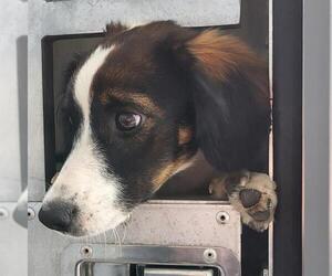Mutt Dogs for adoption in San Antonio, TX, USA