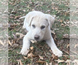 Labrador Retriever-Unknown Mix Dogs for adoption in Greenville, SC, USA