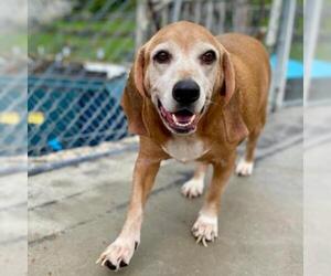 Basset Hound Dogs for adoption in Roanoke, VA, USA