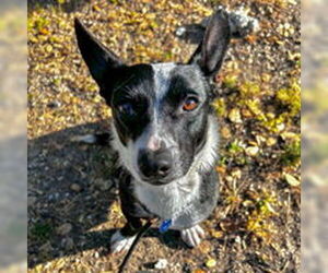 Chihuahua Dogs for adoption in Salinas, CA, USA