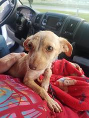 Chihuahua Dogs for adoption in Saugatuck, MI, USA