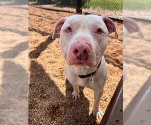 American Staffordshire Terrier Dogs for adoption in Brighton, CO, USA