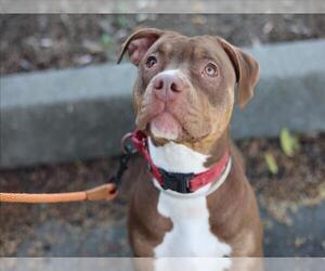 American Pit Bull Terrier Dogs for adoption in Martinez, CA, USA