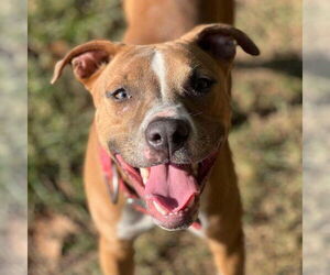 American Pit Bull Terrier-Unknown Mix Dogs for adoption in Germantown, OH, USA