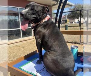 American Staffordshire Terrier-Unknown Mix Dogs for adoption in San Antonio, TX, USA