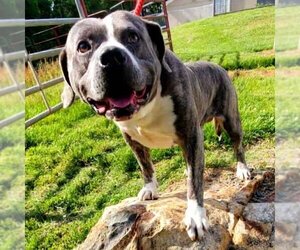 American Pit Bull Terrier Dogs for adoption in Randleman, NC, USA