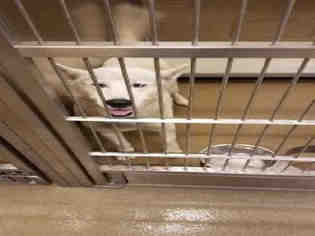 Alaskan Husky Dogs for adoption in Plano, TX, USA