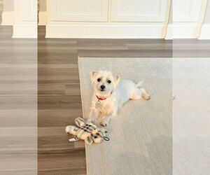 Maltese Dogs for adoption in Holly Springs, NC, USA