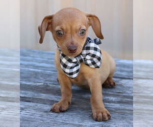 Chiweenie Dogs for adoption in Bandera, TX, USA
