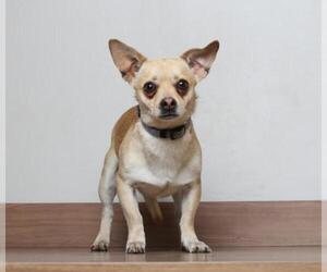 Chihuahua Dogs for adoption in Eden Prairie, MN, USA