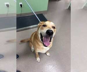 Labrador Retriever Dogs for adoption in La Porte, IN, USA