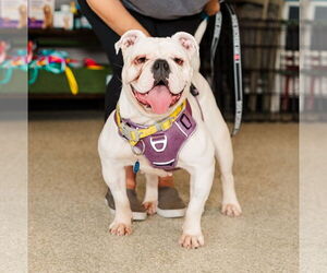 Bulldog Dogs for adoption in St. Louis Park, MN, USA