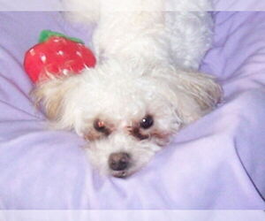 Maltese-Unknown Mix Dogs for adoption in Lake Forest, CA, USA