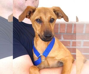 Labrador Retriever-Unknown Mix Dogs for adoption in Carrollton, TX, USA