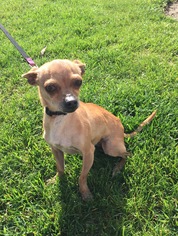 Chihuahua Dogs for adoption in Fresno, CA, USA