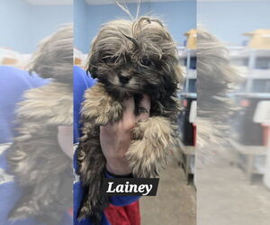 Shih Tzu-Unknown Mix Dogs for adoption in Evansville, IN, USA