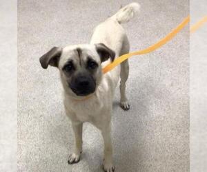 Pug-Unknown Mix Dogs for adoption in Riverside, CA, USA