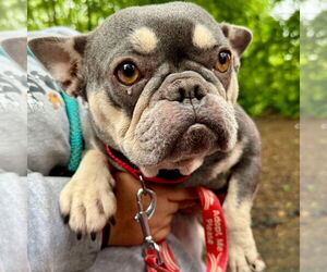 French Bulldog-Unknown Mix Dogs for adoption in Canton, CT, USA