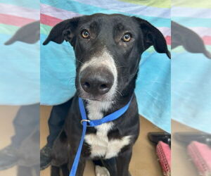 Shepradors Dogs for adoption in Chula Vista, CA, USA