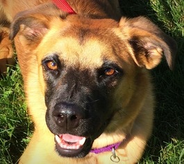 Mutt Dogs for adoption in Zionsville, IN, USA