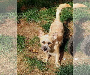 Cairn Terrier-Unknown Mix Dogs for adoption in Arlington, WA, USA