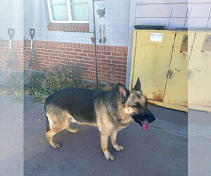 German Shepherd Dog Dogs for adoption in Chandler, AZ, USA