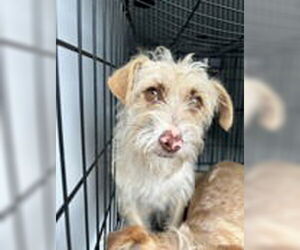 Mutt Dogs for adoption in Virginia Beach, VA, USA
