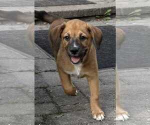 Huskies -Labrador Retriever Mix Dogs for adoption in Mechanicsburg, PA, USA