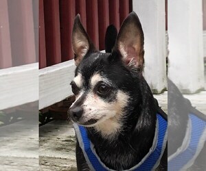 Medium Photo #1 Chihuahua Puppy For Sale in Taunton, MA, USA