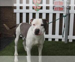 American Pit Bull Terrier-Unknown Mix Dogs for adoption in Modesto, CA, USA