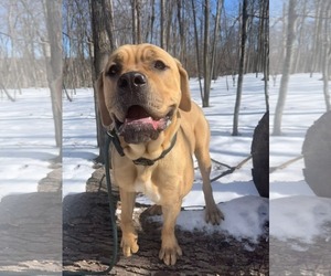 Medium Photo #8 Mutt Puppy For Sale in Rockaway, NJ, USA