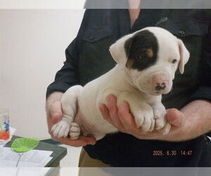 Australian Cattle Dog-Unknown Mix Dogs for adoption in Oroville, CA, USA