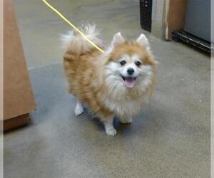 Pomeranian-Unknown Mix Dogs for adoption in Sacramento, CA, USA