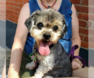 Shih-Poo Dogs for adoption in Pittsburgh, PA, USA