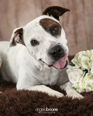 Bullypit Dogs for adoption in St. Paul, MN, USA