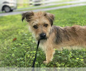 Norfolk Terrier-Unknown Mix Dogs for adoption in Cookeville, TN, USA