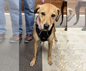 Mutt Dogs for adoption in Mundelein, IL, USA