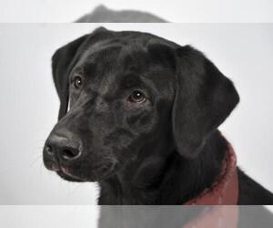 Labrador Retriever Dogs for adoption in Fort Collins, CO, USA