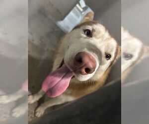 Siberian Husky Dogs for adoption in Rosenberg, TX, USA