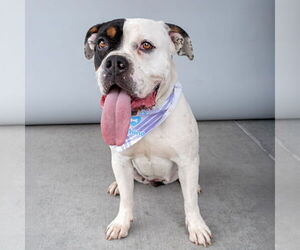 American Bulldog Dogs for adoption in Pasadena, CA, USA
